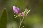 Downy milkpea